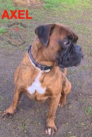 Axel boxer puro di 5 anni in adozione Foto 4